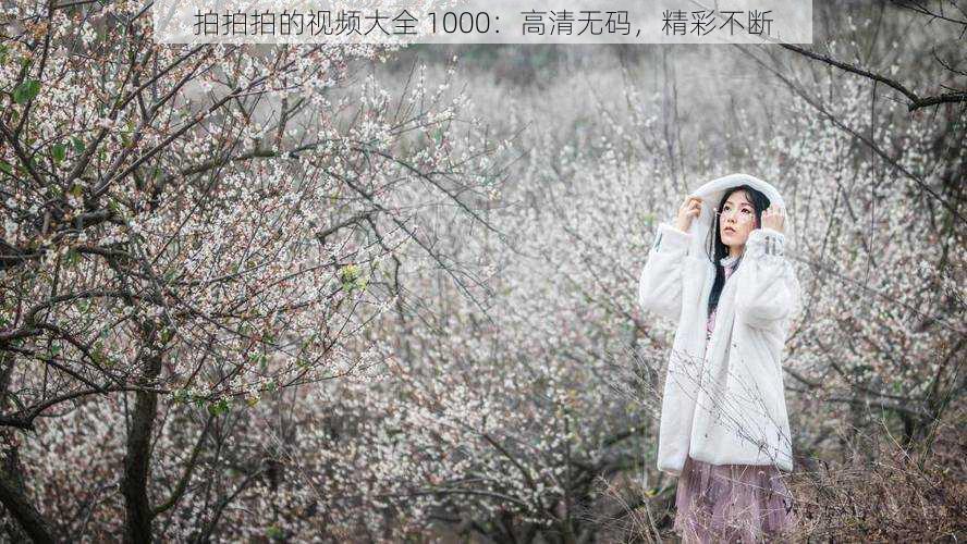 拍拍拍的视频大全 1000：高清无码，精彩不断